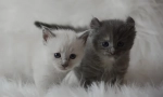 Как да наричаме котка или котка, имена за момчета и момичета